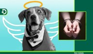 Histórico: primera aplicación de la Ley Ángel envía a la cárcel a un abusador de animales