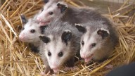 Ohio prisoners raising orphaned animals in unique program