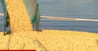 Mid-Columbia Duck Race returns with prizes, food and family fun