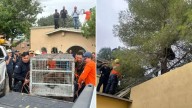Rescatan a oso silvestre en Agua Prieta