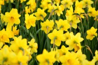¿Por qué regalar flores amarillas el 21 de septiembre se volvió tendencia viral? Descubre su historia