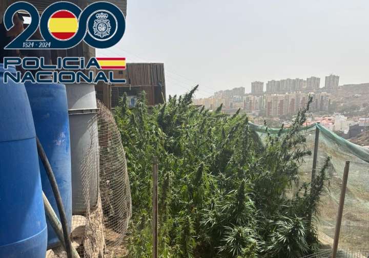La Policía Nacional desmantela una plantación con 567 plantas de marihuana en Telde