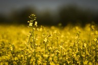 'Mercy of politics': Canadian farmers weigh plans as Chinese tariff hits canola price