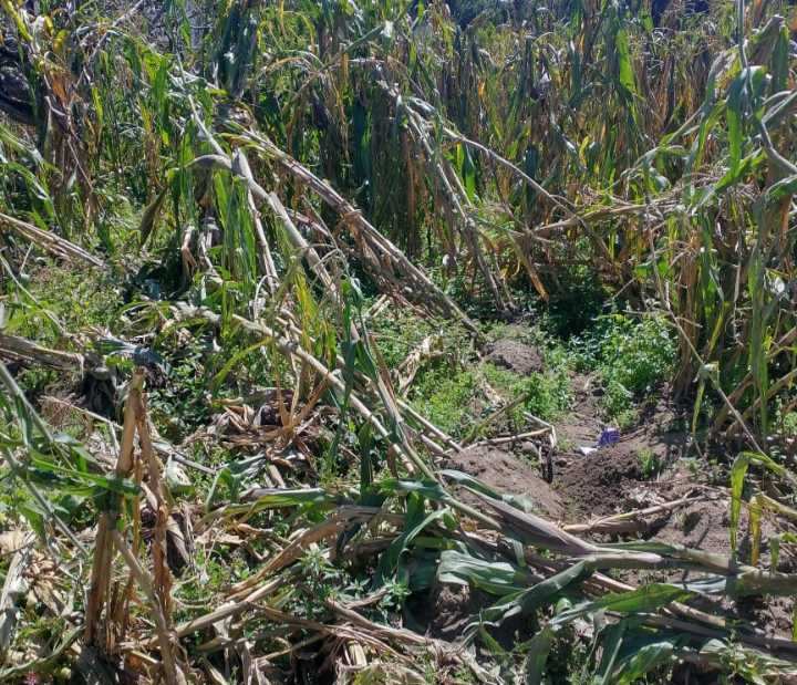 Derriban lluvias plantaciones de maíz en parcelas de la zona sur, señala UCD; pide agilizar mecanismo de pago del seguro