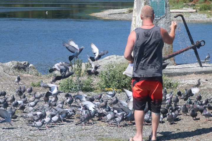 For the birds: Vancouver Island town bans feeding wildlife in most forms