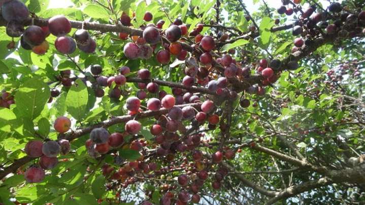 Beach plums: A secretive, seasonal treasure hunt on Long Island