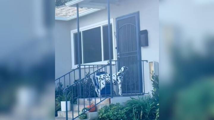California Dog Has The Cutest Reason For Waiting Outside A Neighbor’s Door Every Day