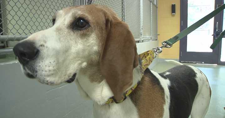 CASPCA set to have Trivial Paw