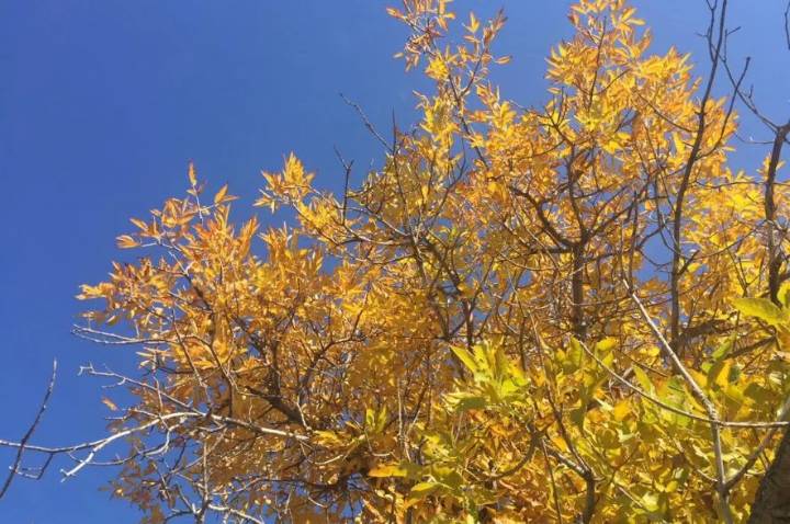Garden Talk: Preparing trees for autumn
