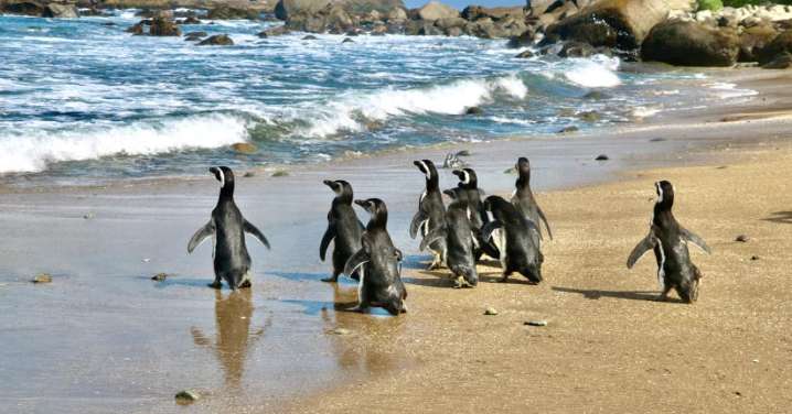 Hermoso regreso: Pingüinos de Magallanes vuelven a su hogar en Isla Cachagua tras exitosa rehabilitación