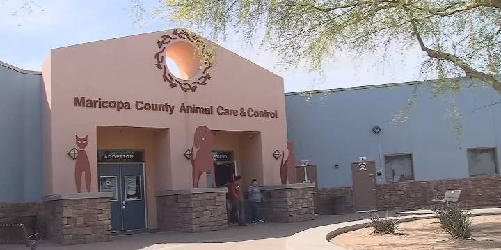 Woman accused of threatening Phoenix animal shelter employees, forcing evacuation