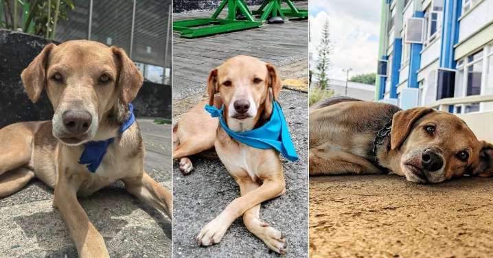 Ziau, el perro que llegó por refugio y se convirtió en símbolo de amor en el Hospital San Juan de Dios