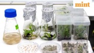 India's new speed breeding centres to deliver improved seeds faster