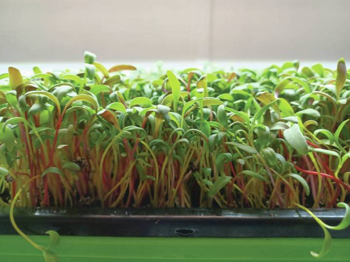 Important steps to remember while growing your microgreens