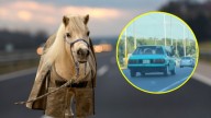 ¿Uber Poni? Captan a hombre viajando con su caballo en un coche en Cadereyta, NL