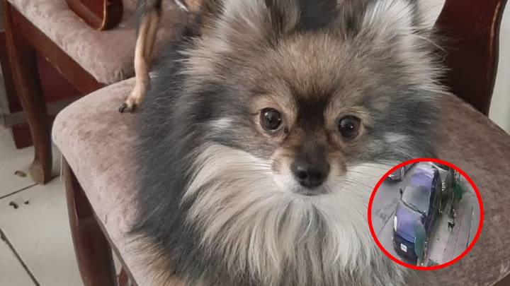 Captan a mujeres robándose un perrito afuera de su casa en Escobedo ; piden ayuda para encontrarlo