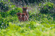 Fotografiaron a un yaguarundí con crías en Paraná