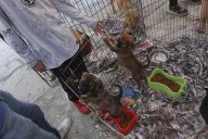Convocan a marchar este 5 de octubre para exigir cumplimiento de la Ley General de Bienestar Animal