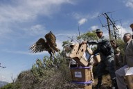 Guardia Nacional refuerza seguridad ambiental con liberación de fauna silvestre en Hidalgo