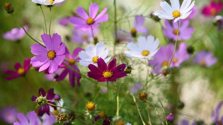 Ni margaritas ni jazmines: la planta con flores coloridas que llena tu jardín de aroma a chocolate