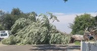 National Weather service says downburst, not tornado, uproots dozens of trees in Carmichael