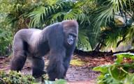 Disney World: Gino, popular gorilla at Animal Kingdom, dies