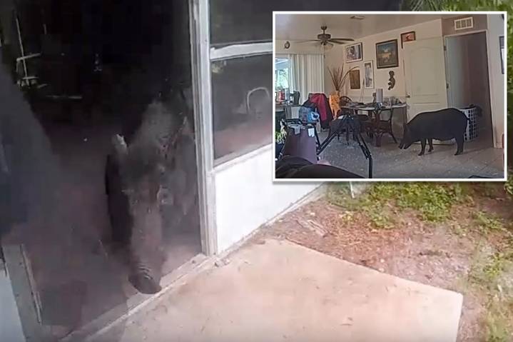 Florida authorities wrangle wild boar who broke into home