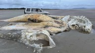 Aterrador descubrimiento en Gran Bretaña: las fotos de la misteriosa criatura que apareció en una playa