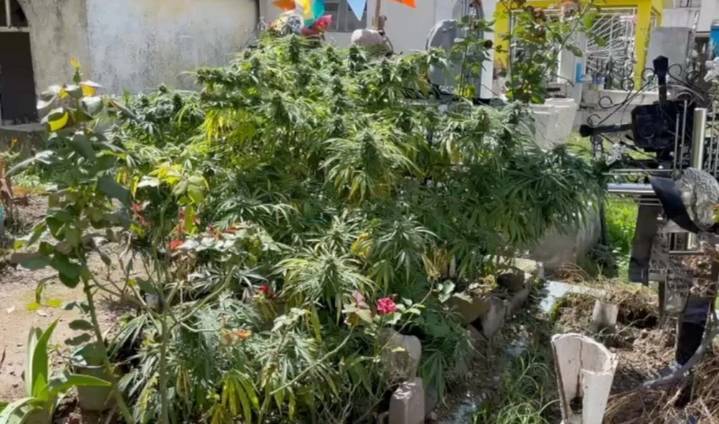 Hallan planta de marihuana creciendo sobre tumba en Puebla y autoridades actúan
