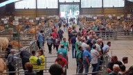 Agrosiero exhibe el músculo del campo con 76 ganaderías de 24 concejos y 57 expositores agroalimentarios