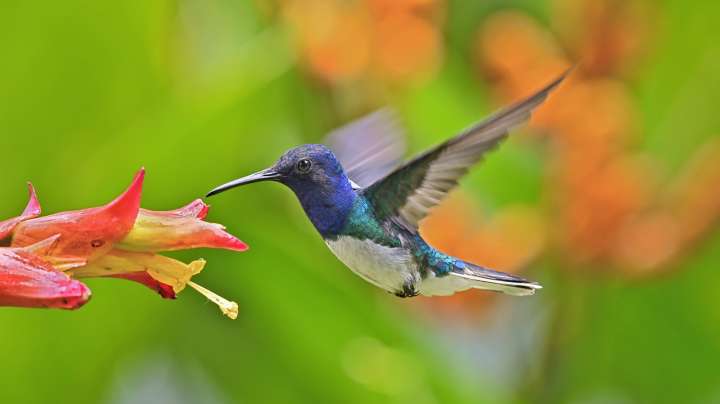 This Easy DIY Doubles As A Feeder And Will Have Hummingbirds Flocking To Your Yard