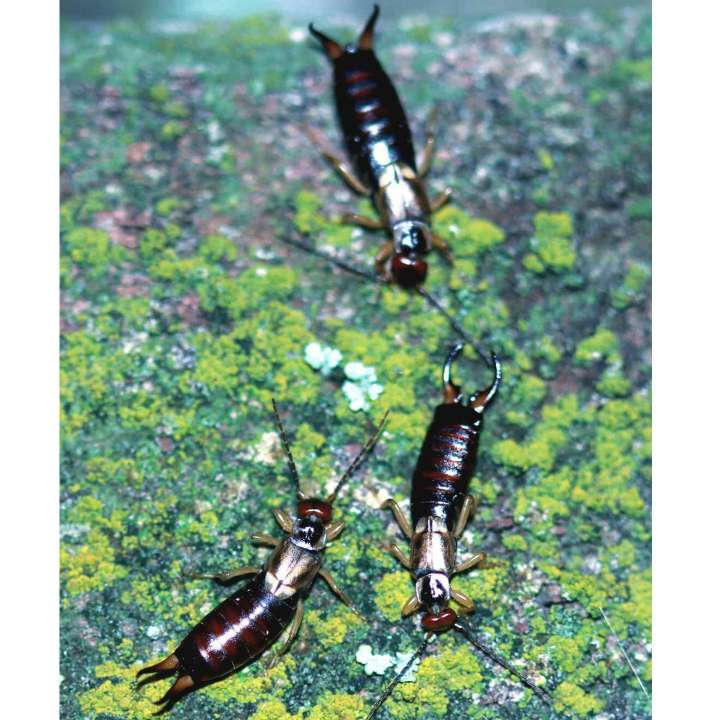 Ask a Master Gardener: Dealing with earwigs