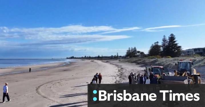SA beaches to remain open for summer despite algal bloom