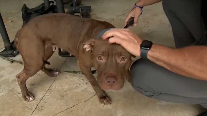 Firefighters rescue dog tied to flagpole outside station in Fort Lauderdale