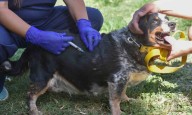 Atención veterinaria del 8 al 12 de septiembre