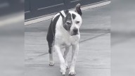 This Dog From New York Performed An Incredibly Sweet Gesture For Her Friend Who Has Dementia