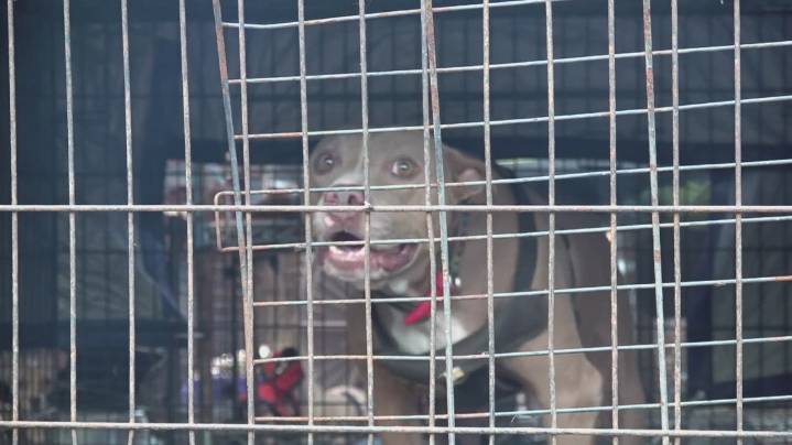 'They're all doing really good' | All animals rescued from Gatesville home after animal cruelty arrests