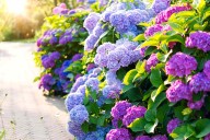 This Gardening Trick Lets You Decide If Your Hydrangeas Bloom Pink or Blue