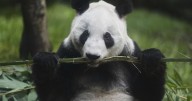 La panda gigante Xin Xin es la última de su especie en América Latina; tiene 35 años