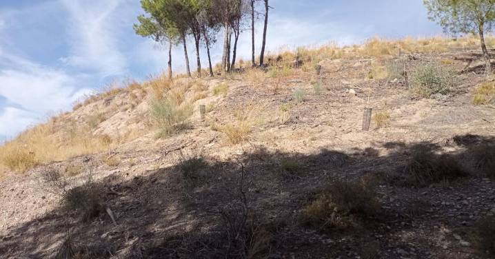 Ecologistas en Acción pide al Ayuntamiento de Granada información sobre la reforestación del Cerro de San Miguel