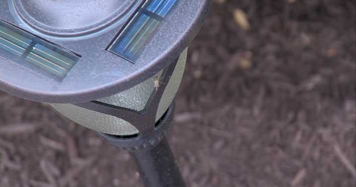 Las Vegas mosquito population surges as city grows, UNLV seeks resident input