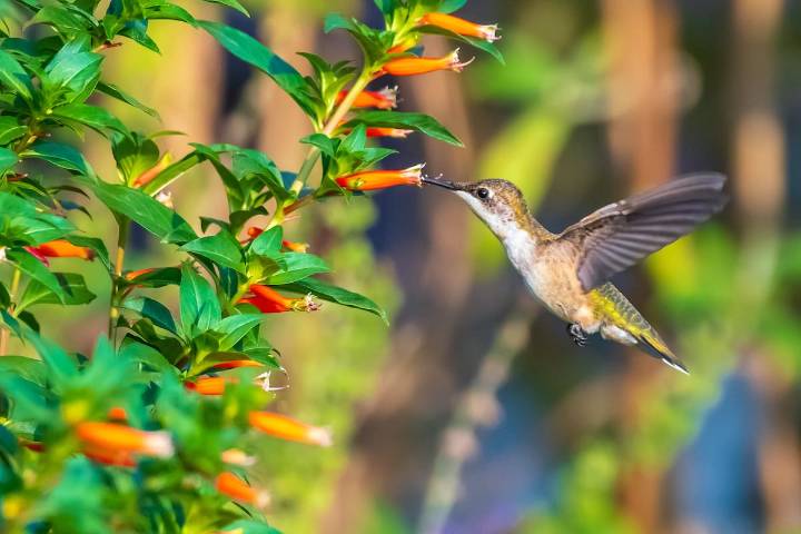 Estaciones. Cuándo es el equinoccio de primavera