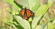 Milkweed makes a comeback at Hamilton golf courses