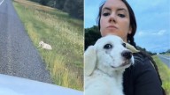 Texas Woman Spots Helpless Creature Lying By The Road And Immediately Jumps Into Action