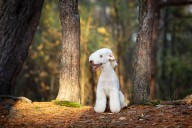 Bedlington terriers: The rare dog breed that conquered the coal mines and made it to Crufts