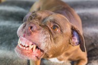 Woman, 71, Found Lying on Front Porch After Being Attacked by at Least 10 Dogs