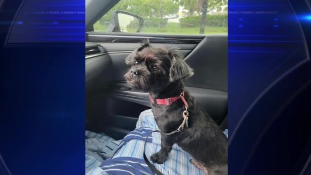 Owner says the same 2 dogs behind recent attack outside South Miami-Dade home killed her pet in December