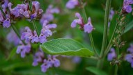 La planta favorita de las abuelas que florece por meses, no exige cuidados y es un imán para los colibríes