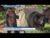 Black bear cubs to make debut at Columbus Zoo