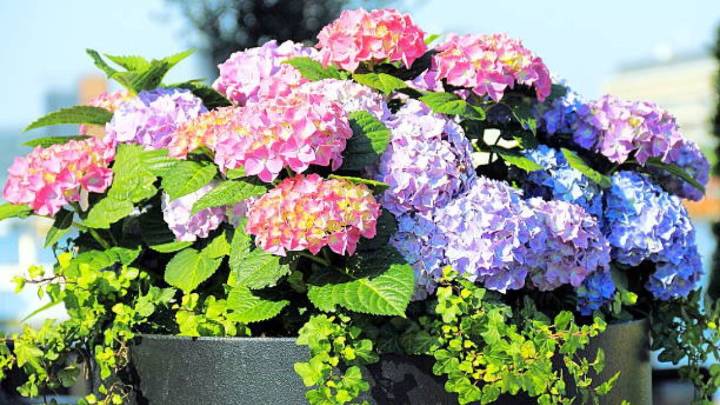 Lo que debes hacer con tus hortensias en octubre para estimular su floración en verano